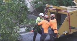 Tree Removal South Brisbane