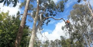 TREE LOPPING SERVICES | BTE