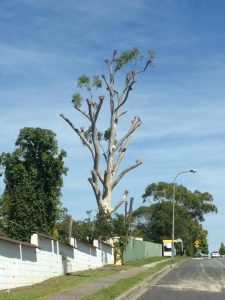 Read more about the article 5 commonly asked questions about tree maintenance