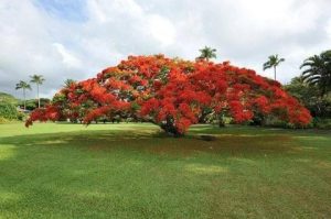 Read more about the article BTE adopts Poinciana as company tree!