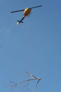 Helilift: Tree removal in Brisbane with the assistance of a helicopter