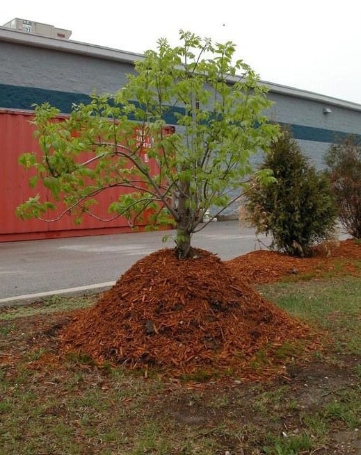 You are currently viewing The golden rules of garden mulch – Part 2