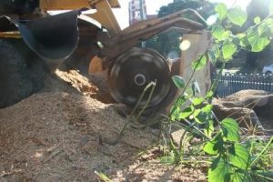 Top 3 reasons for stump grinding