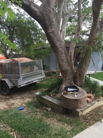 Read more about the article Tree health care by Brisbane tree experts
