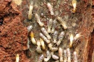 Read more about the article Tree Termites