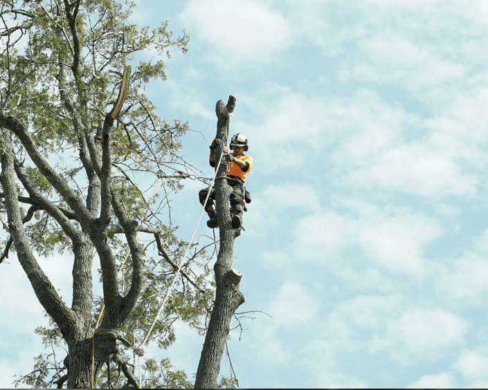bte tree lopping services
